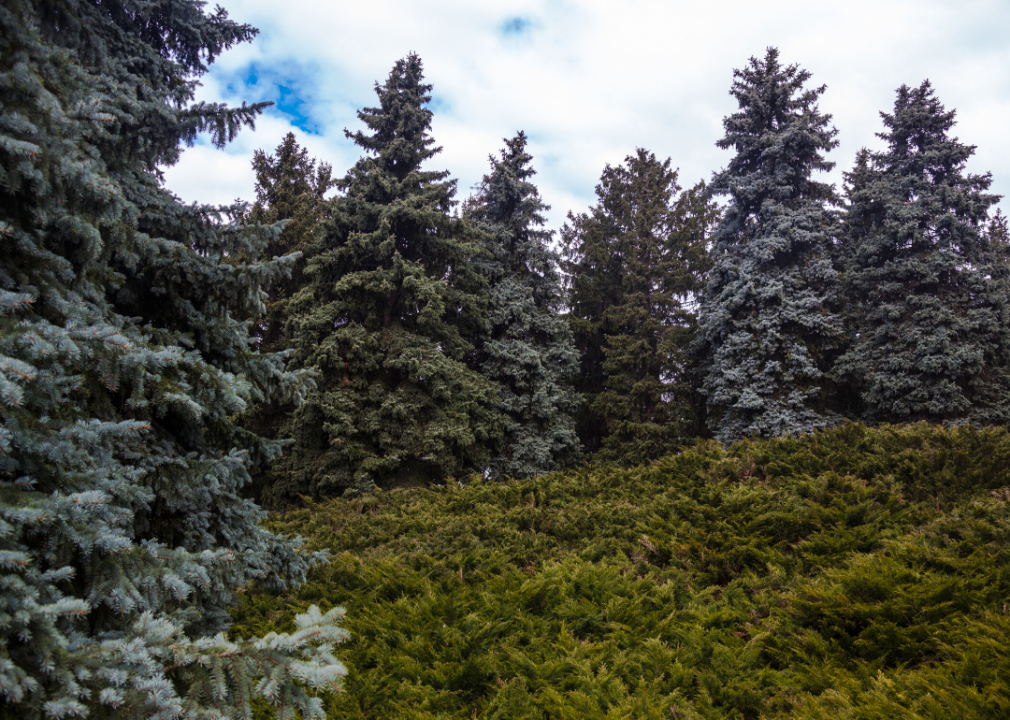 Answer: Tree #5